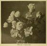 White Shawyer rose photo
