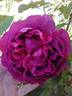 Gloire de Ducher rose photo