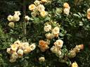 Maria Josepha vom Elsterschloss rose photo