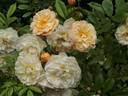 Maria Josepha vom Elsterschloss rose photo