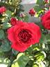 Christchurch Remembers rose photo