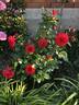 Christchurch Remembers rose photo