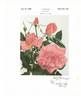 Greer Garson rose photo