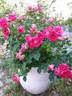 Czeslaw Milosz ® rose photo