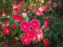 Czeslaw Milosz ® rose photo