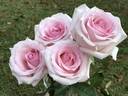 Sweet Akito rose photo