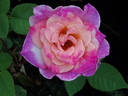 Abracadabra rose photo