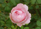 Admired Miranda ® rose photo