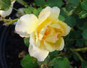 Ale rose photo