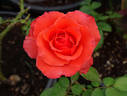 Ave Maria ® rose photo