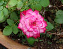 Baby Paradise ™ rose photo