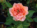 Betty Harkness rose photo