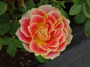 Calico rose photo