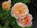 Calico rose photo