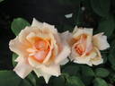 Carl Nielsen rose photo