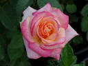 Desert Peace ™ rose photo