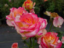 Desert Peace ™ rose photo