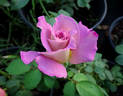 Double Feature rose photo