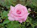 Dr. Bob Harvey rose photo