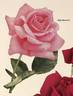 Elsie Beckwith rose photo