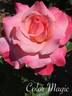 Color Magic rose photo