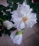 Gabriel rose photo