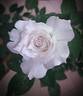 Gabriel rose photo