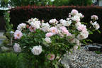 City of London ® rose photo