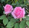 Kathleen Harrop rose photo