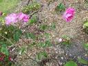 Bengale Camellia rose photo