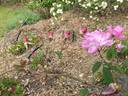 Bengale Camellia rose photo