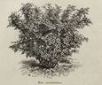 R. macrophylla rose photo