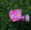Фруктовый Пломбир rose photo
