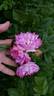 Фруктовый Пломбир rose photo