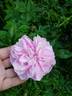 Фруктовый Пломбир rose photo
