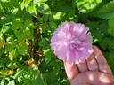 Фруктовый Пломбир rose photo