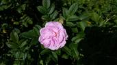Фруктовый Пломбир rose photo