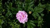 Фруктовый Пломбир rose photo