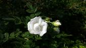 Отец Павел Бельский rose photo