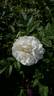 Отец Павел Бельский rose photo