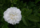 Отец Павел Бельский rose photo