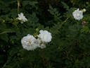 Отец Павел Бельский rose photo