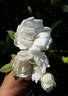 Отец Павел Бельский rose photo