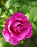 South Park rose photo