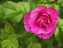 South Park rose photo