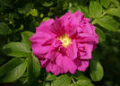 South Park rose photo