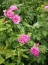 South Park rose photo