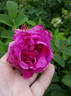 Рощинское Барокко rose photo