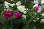Рощинское Барокко rose photo