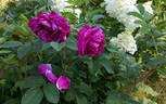 Рощинское Барокко rose photo